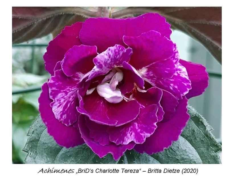  - 0 BriD s achi 2020