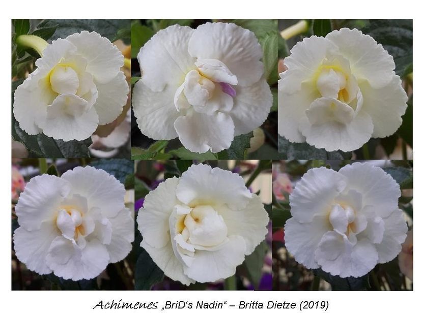 3,5 e (a,b) 20-30 - 0 BriD s achi 2019