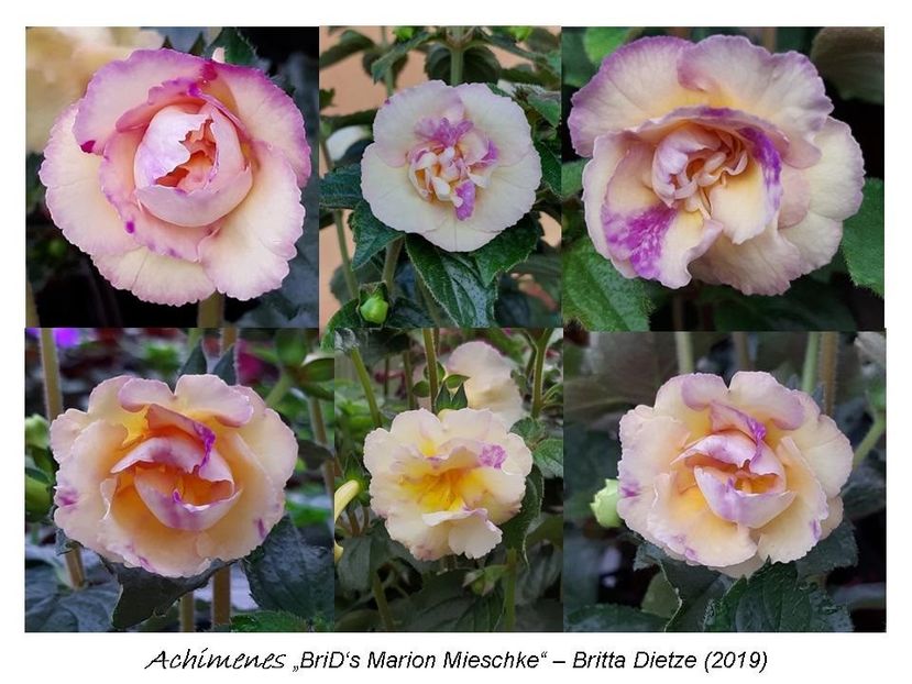 4,0 e (a,b) 20-30 - 0 BriD s achi 2019