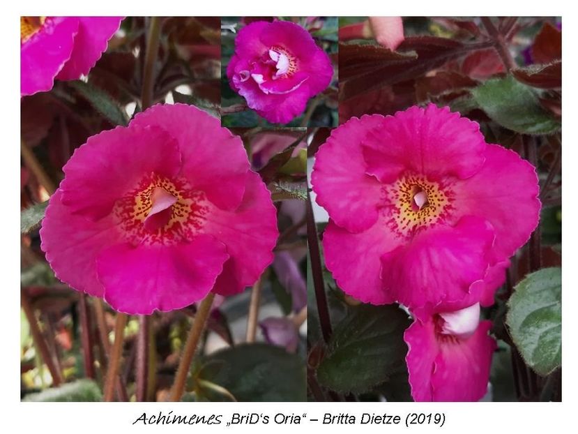 2,5 e(a,b) 20-25 - 0 BriD s achi 2019