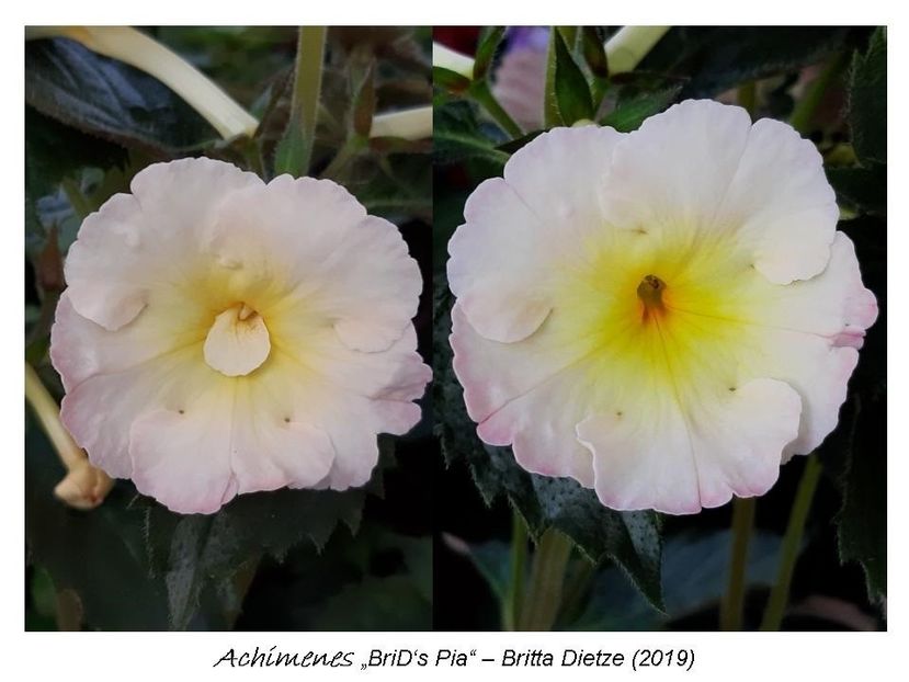 2,5 e(a,b) 20-30 - 0 BriD s achi 2019