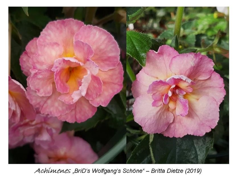 3,5 e (a,b) 20-30 - 0 BriD s achi 2019