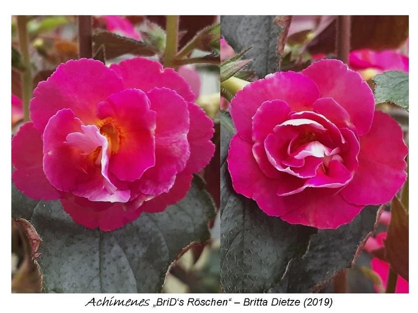 2,5 e(a,b) 15-20 - 0 BriD s achi 2019