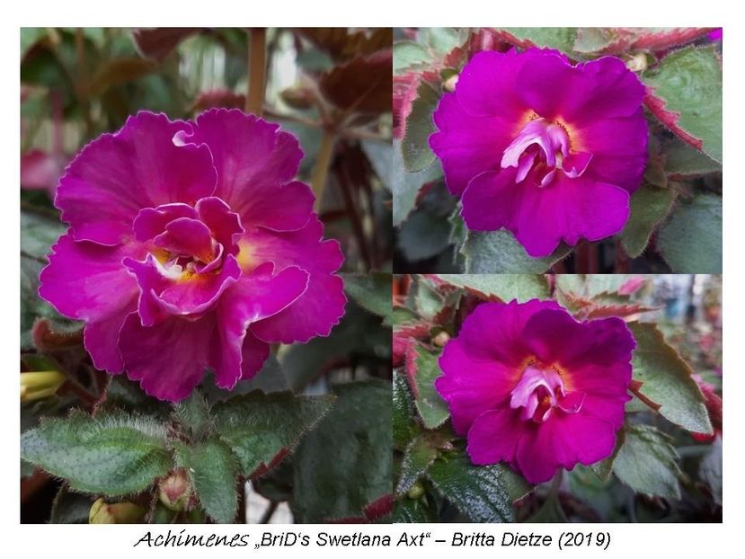 3,5 e (a,b) 20-30 - 0 BriD s achi 2019