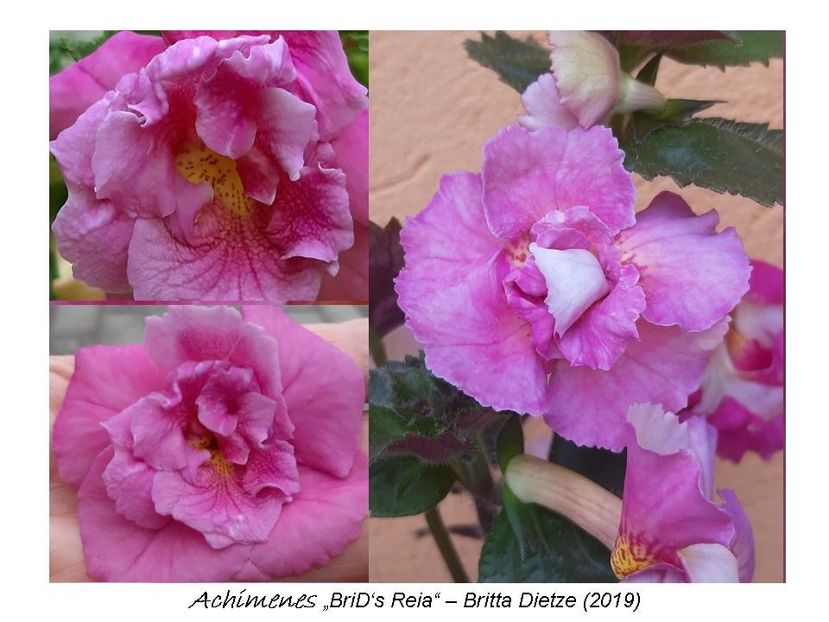 4,0 e (a,b) 20-30 - 0 BriD s achi 2019