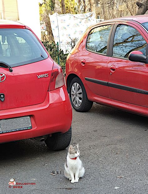 w-Pisica intre masini-Cat between cars - --- PISICI si CAINI - CATS AND DOGS