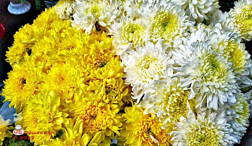 w-Crizanteme 2 - FLORI - FLOWERS