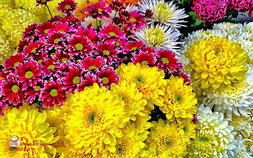 w-Crizanteme - FLORI - FLOWERS