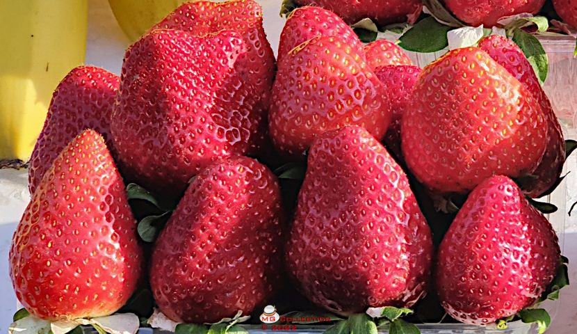 w-Capsune-Strawberries - FRUCTE-FRUITS