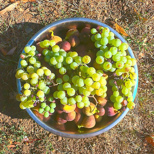 w-Decor de toamna-Autumn Deco - FRUCTE-FRUITS