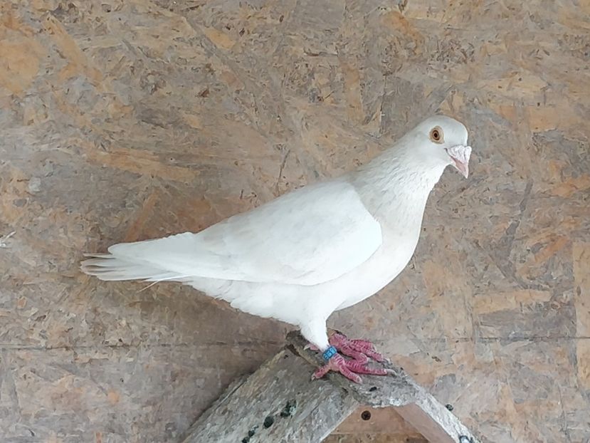 Ro 2080_2018 - 3_2 Lemon - Extreme dilute