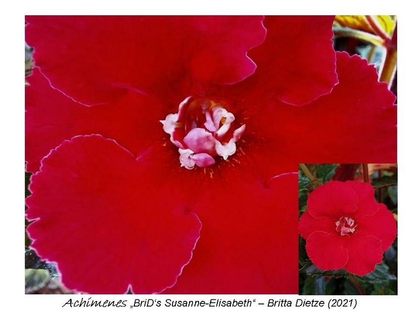  - 0 BriD s achi 2021