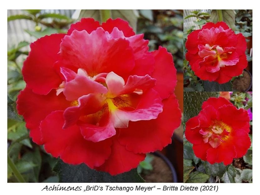  - 0 BriD s achi 2021