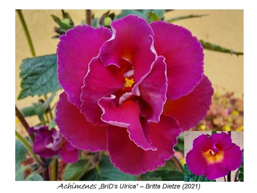  - 0 BriD s achi 2021