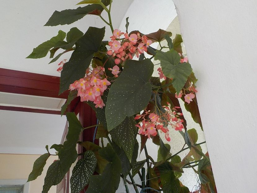  - begonia lucernae