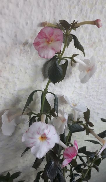  - 0001 2022 - BriD s JOSIE