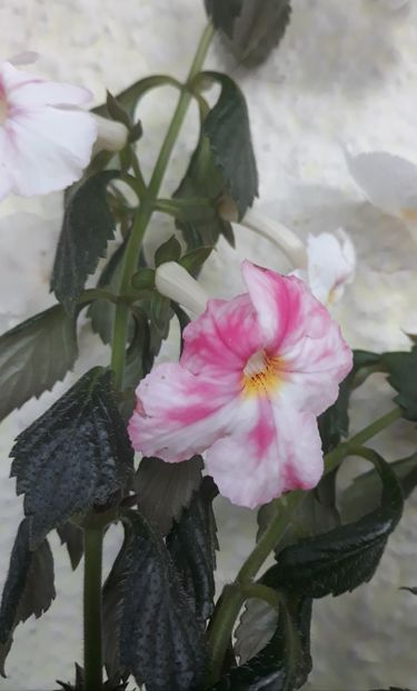  - 0001 2022 - BriD s JOSIE