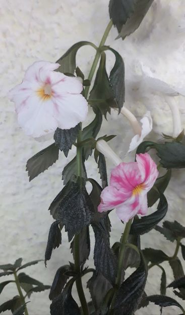  - 0001 2022 - BriD s JOSIE