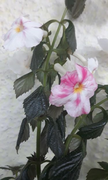  - 0001 2022 - BriD s JOSIE