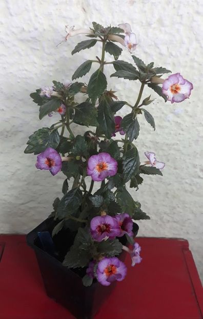  - 0001 2022 - Coup de Foudre