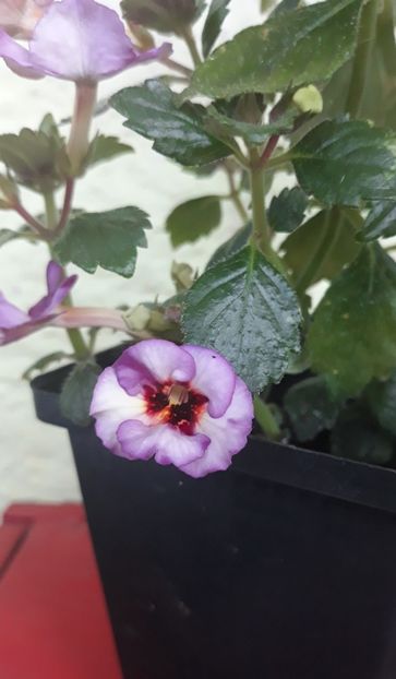  - 0001 2022 - Coup de Foudre