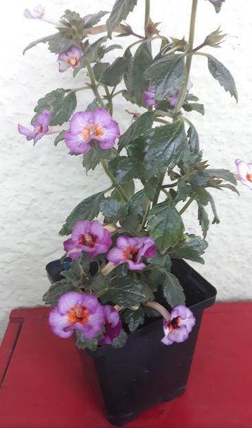  - 0001 2022 - Coup de Foudre