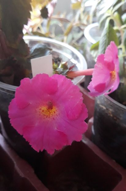  - 0001 2022 - BriD s PINK LILY