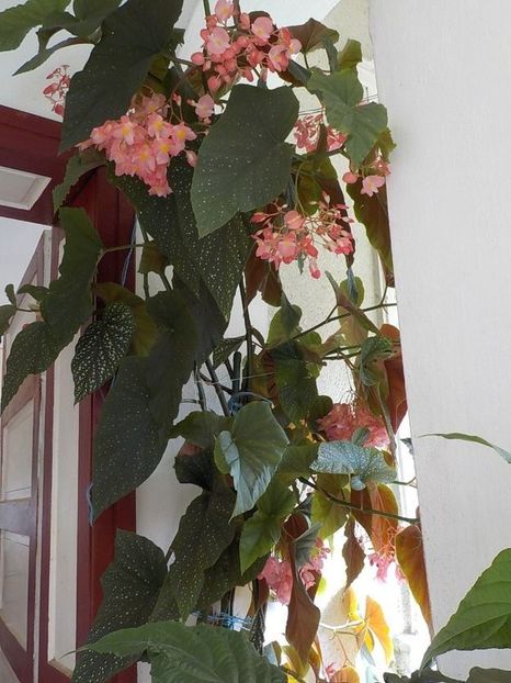  - begonia lucernae