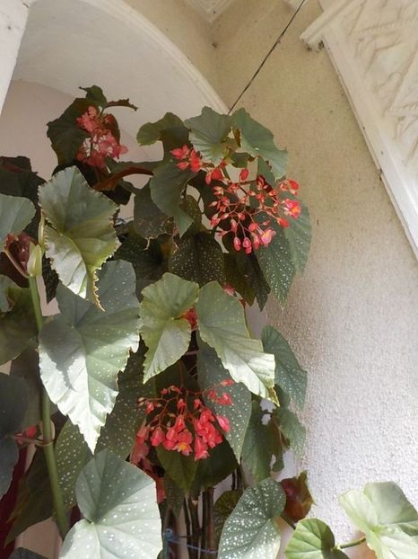  - begonia lucernae