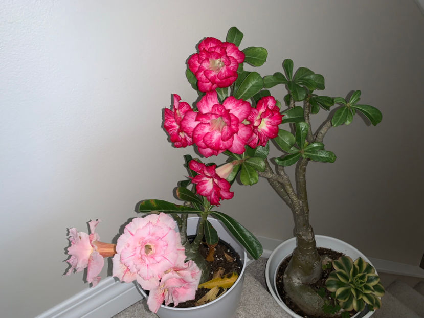  - Plante de interior 2022