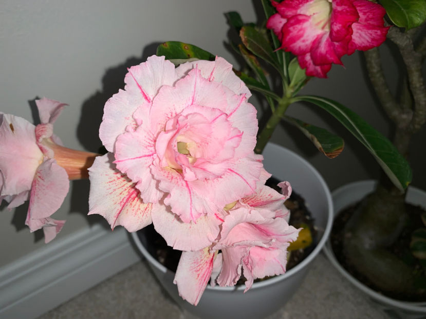  - Plante de interior 2022