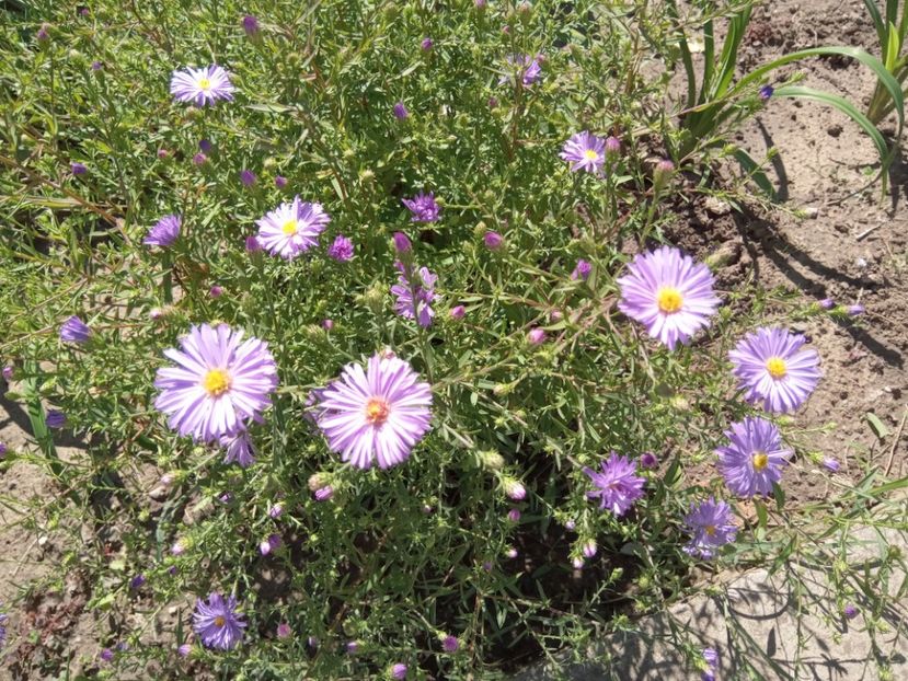 Aster - 02 Toamna 2022