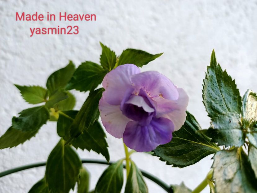 12.09.2022 - Achimenes 2022