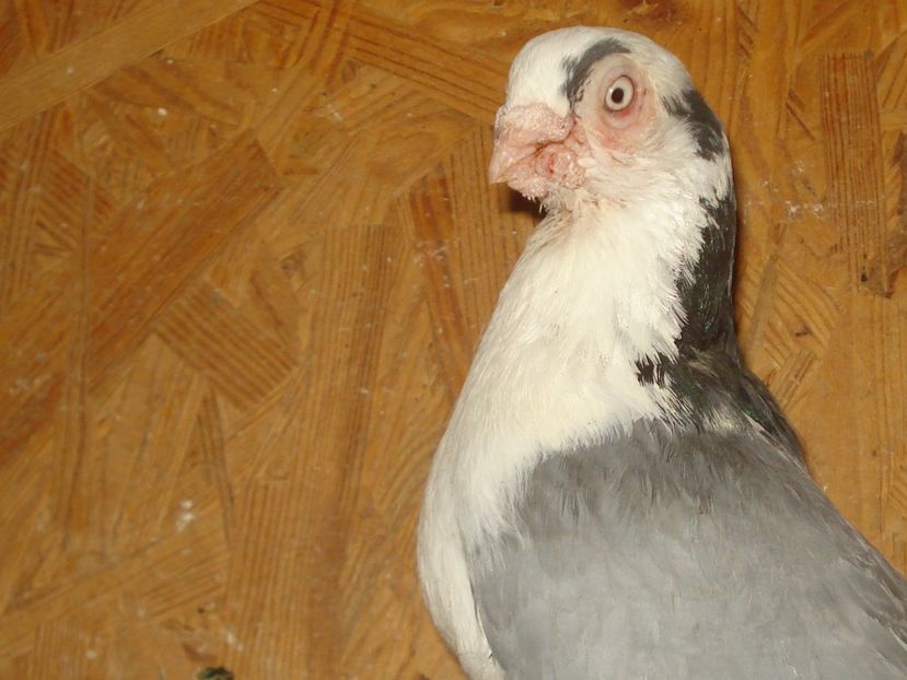 Un veteran. - 3 Jucatori de Galati pe albastru