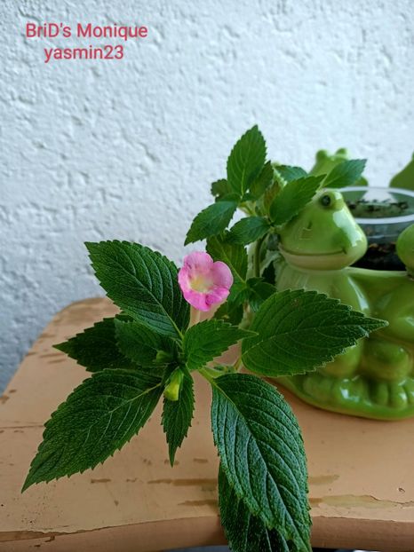 12.09.2022 - Achimenes 2022