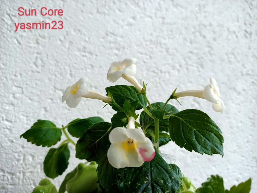 12.09.2022 - Aa-Achimenantha