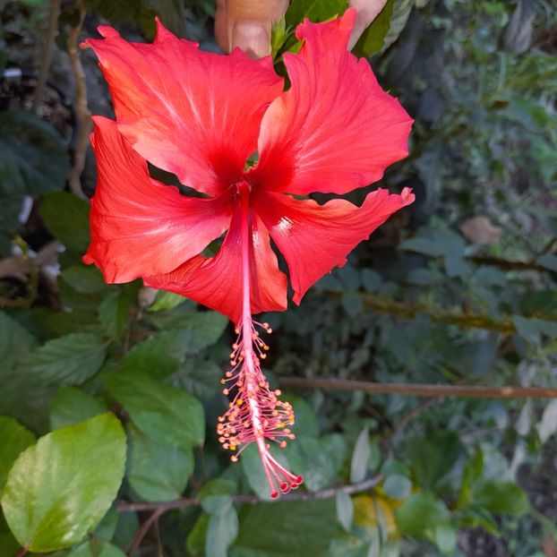 12.09.2022 - HIBISCUSI 2022-5