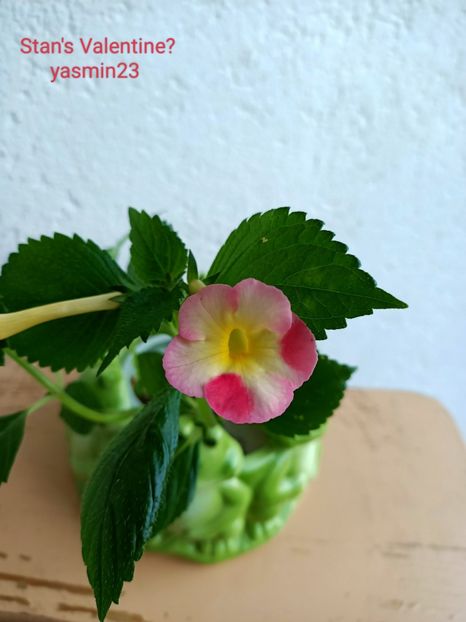 12.09.2022 - Achimenes 2022