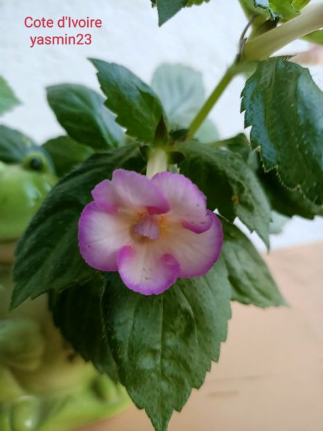 12.09.2022 - Achimenes 2022