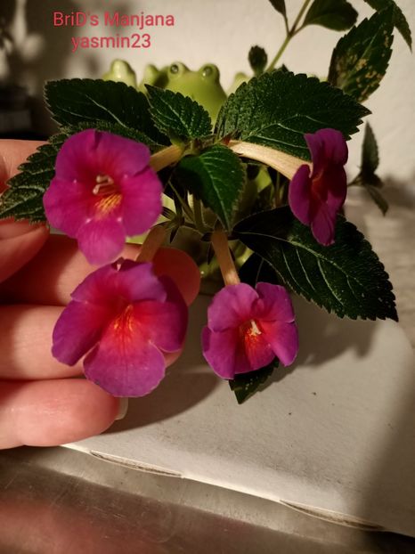12.09.2022 - Achimenes 2022