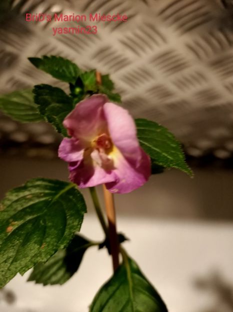 12.09.2022 - A-Achimenes BriDs