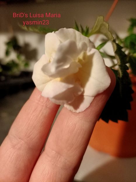 12.09.2022 - BriDs Luisa Maria