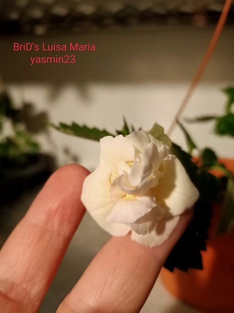 12.09.2022 - BriDs Luisa Maria