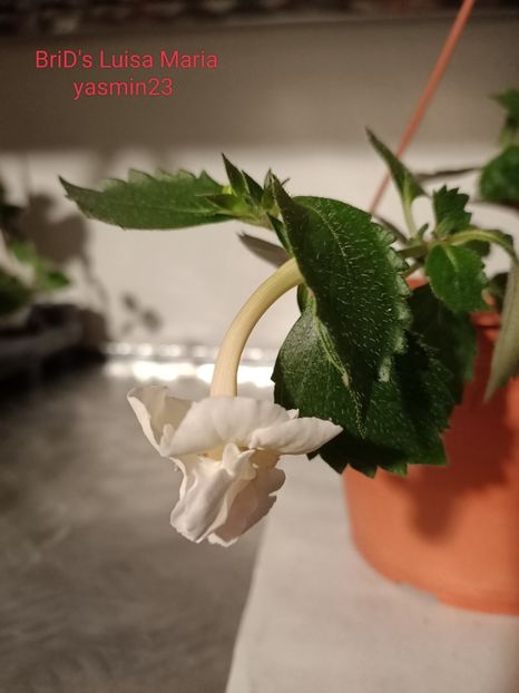 12.09.2022 - A-Achimenes BriDs