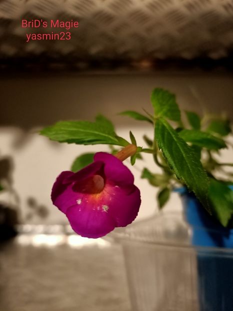 12.09.2022 - Achimenes 2022