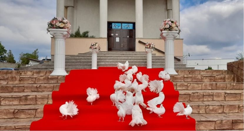 Porumbei albi nunta MH poze - Porumbei pentru nuntă Drobeta Turnu Severin Mehedinți