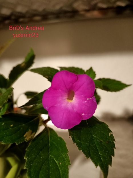 12.09.2022 - BriDs Andrea