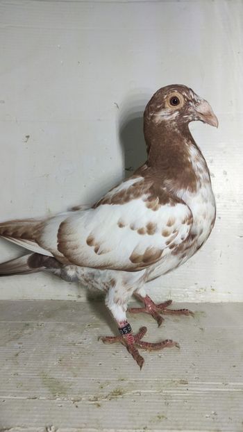 M 2022 - Por voiajor stil vechi
