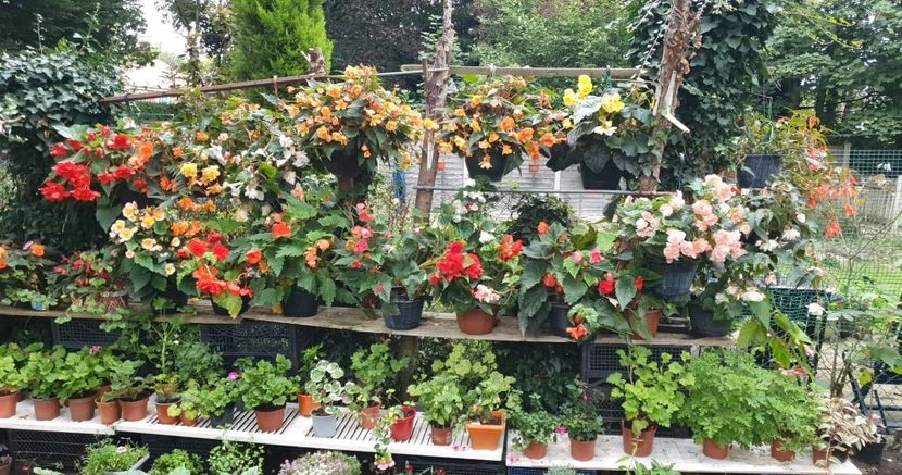 received_746150573150854 - 0 Gradina 2022