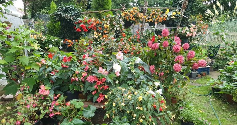 received_471186994889662 - - Gradina 2022